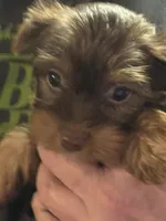 Puppy 2, a male Yorkshire Terrier for sale in Elizabeth, IN – 1 of 4