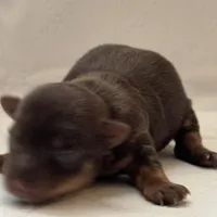 Puppy 2, a male Yorkshire Terrier for sale in Elizabeth, IN – Photo 2 of 3