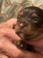 Puppy 2, a male Yorkshire Terrier for sale in Elizabeth, IN – Photo 3 of 3