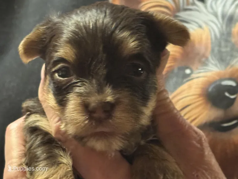 Puppy 2 – Yorkshire Terrier puppy for sale in Elizabeth, IN