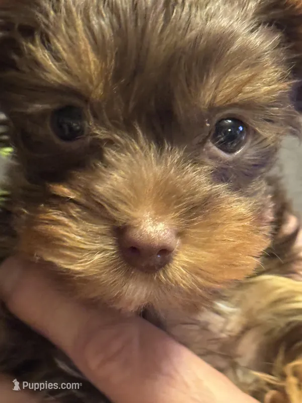 Puppy 3 – Yorkshire Terrier puppy for sale in Elizabeth, IN