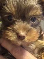 Puppy 3, a female Yorkshire Terrier for sale in Elizabeth, IN – Photo 1 of 3