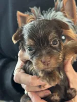 Puppy 3, a female Yorkshire Terrier for sale in Elizabeth, IN – Photo 2 of 3