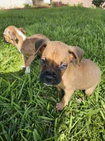 Oso, a male Boxer for sale in Whittier, CA – Photo 2 of 3