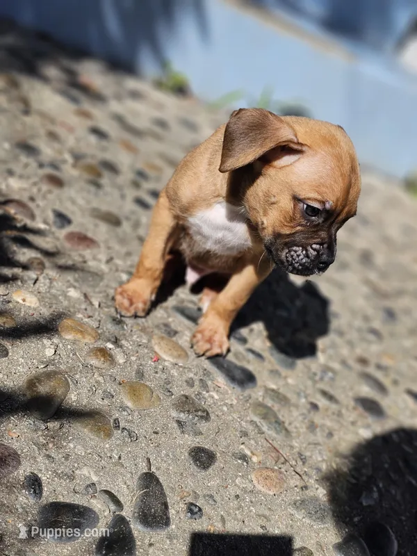 Oso – Boxer puppy for sale in Whittier, CA