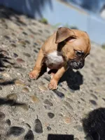 Oso, a male Boxer for sale in Whittier, CA – Photo 1 of 3