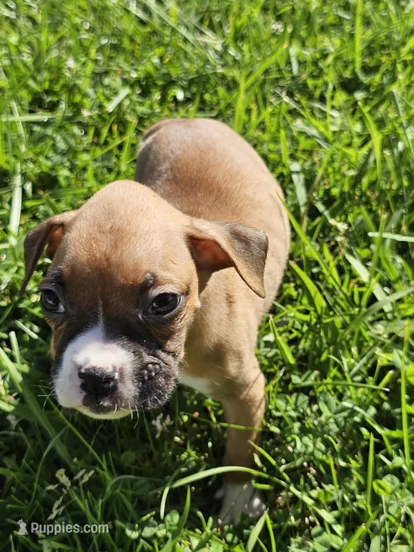Princess  – Boxer puppy for sale in Whittier, CA