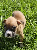 Princess , a female Boxer for sale in Whittier, CA – Photo 1 of 4