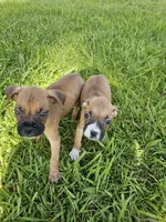 Princess , a female Boxer for sale in Whittier, CA – Photo 3 of 4