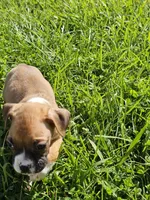 Princess , a female Boxer for sale in Whittier, CA – Photo 2 of 4