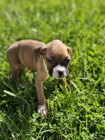 Princess , a female Boxer for sale in Whittier, CA – Photo 4 of 4