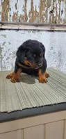 buster, a male Rottweiler for sale in Grabill, IN – 3 of 3