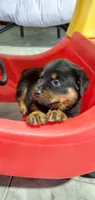 abby, a female Rottweiler for sale in Grabill, IN – 2 of 2