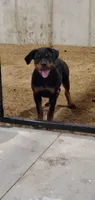 abby, a female Rottweiler for sale in Grabill, IN – 3 of 5
