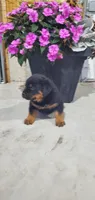 Buddy, a male Rottweiler for sale in Grabill, IN – 2 of 2