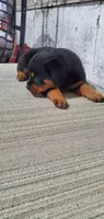 susie, a female Rottweiler for sale in Grabill, IN – 2 of 3