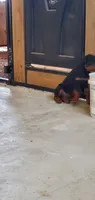 abby, a female Rottweiler for sale in Grabill, IN – 5 of 5