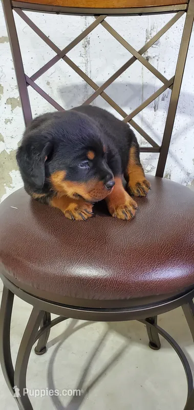 Molly – Rottweiler puppy for sale in Grabill, IN