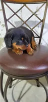 Molly, a female Rottweiler for sale in Grabill, IN – 1 of 2