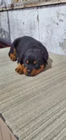 susie, a female Rottweiler for sale in Grabill, IN – 3 of 3
