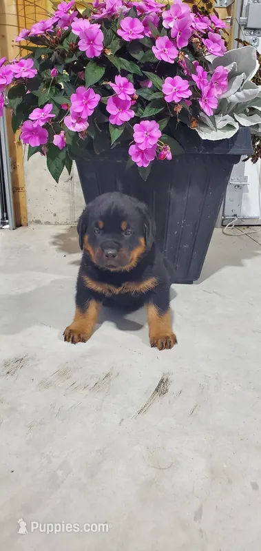 Buddy – Rottweiler puppy for sale in Grabill, IN