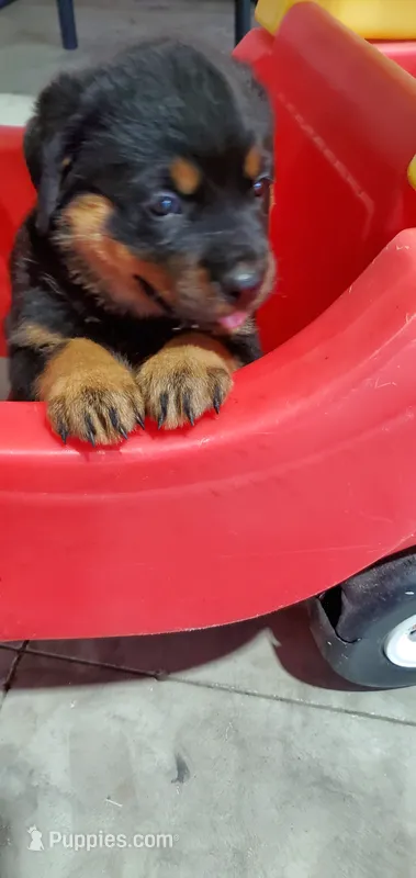 abby – Rottweiler puppy for sale in Grabill, IN