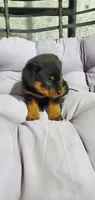 Misty, a female Rottweiler for sale in Grabill, IN – 2 of 2