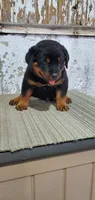 buster, a male Rottweiler for sale in Grabill, IN – 2 of 3