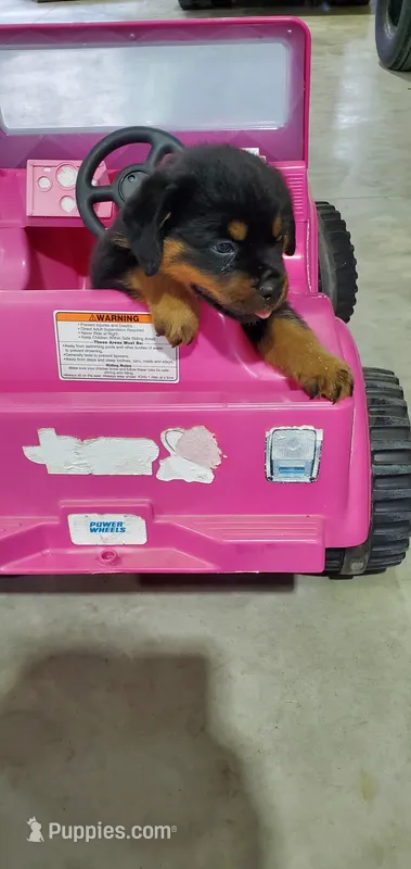 Henry – Rottweiler puppy for sale in Grabill, IN