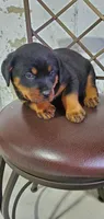Molly, a female Rottweiler for sale in Grabill, IN – 2 of 2