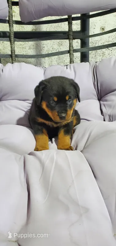 Misty – Rottweiler puppy for sale in Grabill, IN