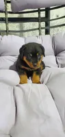 Misty, a female Rottweiler for sale in Grabill, IN – 1 of 2