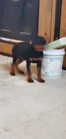 abby, a female Rottweiler for sale in Grabill, IN – 4 of 5