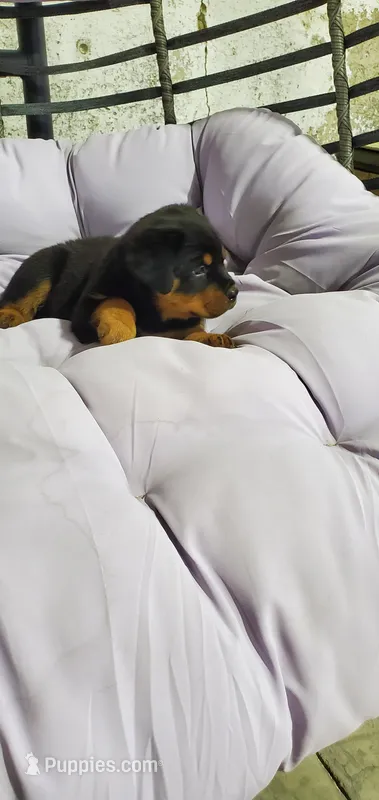susie – Rottweiler puppy for sale in Grabill, IN