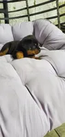susie, a female Rottweiler for sale in Grabill, IN – 1 of 3