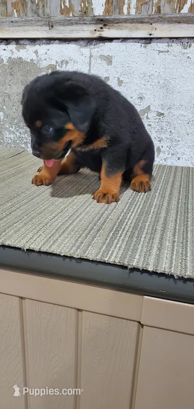 buster – Rottweiler puppy for sale in Grabill, IN