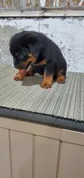 buster, a male Rottweiler for sale in Grabill, IN – 1 of 3