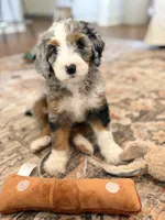 Roper, a male Miniature Bernedoodle for sale in Lawson, MO – Photo 4 of 5