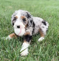 Roper, a male Miniature Bernedoodle for sale in Lawson, MO – Photo 5 of 5
