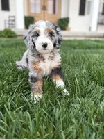 Roper, a male Miniature Bernedoodle for sale in Lawson, MO – Photo 3 of 5