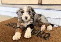 Roper, a male Miniature Bernedoodle for sale in Lawson, MO – Photo 2 of 5