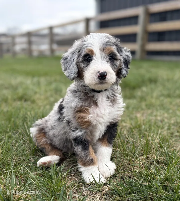Roper – Miniature Bernedoodle puppy for sale in Lawson, MO