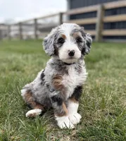 Roper, a male Miniature Bernedoodle for sale in Lawson, MO – Photo 1 of 5
