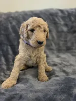 Lark, a female Goldendoodle for sale in Burleson, TX – 8 of 9