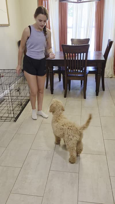 Lark, a female Goldendoodle for sale in Burleson, TX – 9 of 9