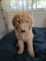 Lark, a female Goldendoodle for sale in Burleson, TX – 2 of 9