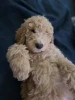 Lark, a female Goldendoodle for sale in Burleson, TX – 1 of 9