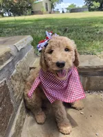 Lark, a female Goldendoodle for sale in Burleson, TX – 5 of 9