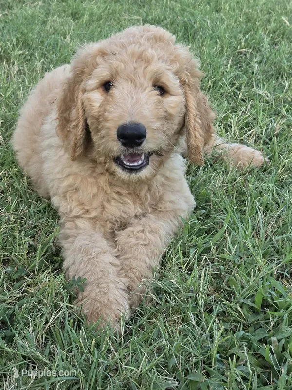 Ducky – Goldendoodle puppy for sale in Burleson, TX