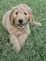Ducky, a male Goldendoodle for sale in Burleson, TX – 1 of 8